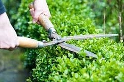 HEDGE TRIMMING