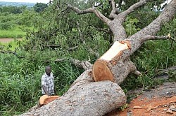 Tree felling